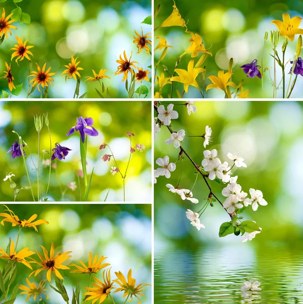 Mix-Bilder von verschiedenen Pflanzen Nahaufnahme — Stockfoto