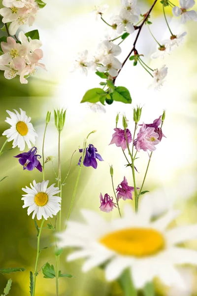 Hermosa imagen de flores en el primer plano del jardín — Foto de Stock