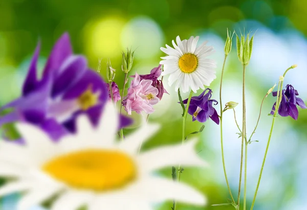 Vackra bilden av blommor — Stockfoto