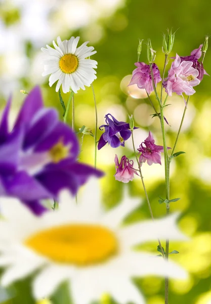 Image de marguerites de fleurs dans le jardin sur un fond vert — Photo