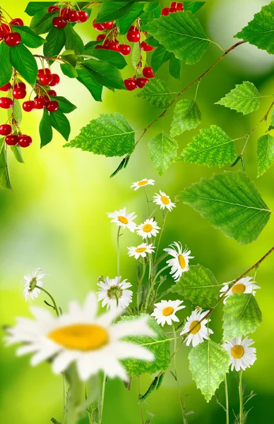Image of flowers daisies in the garden — Stock Photo, Image
