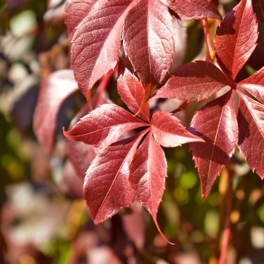 closeup sonbahar yaprakları