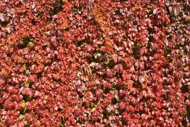 Kırmızı sonbahar yaprakları