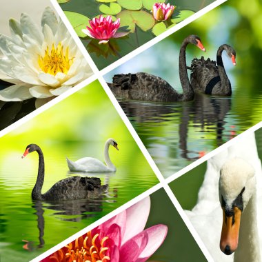 Mix kuğu ve lotus çiçekleri portre