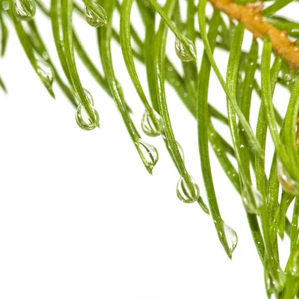 Fir branches with drops — Stock Photo, Image