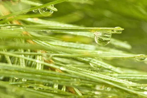 Water drops on fir branches — Stock Photo, Image