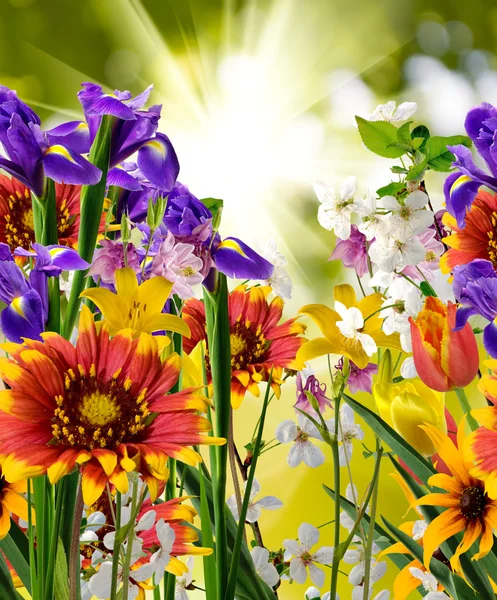 Flores — Foto de Stock