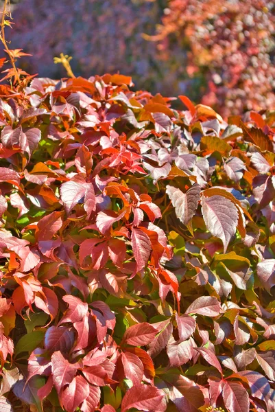 Imagem de folhas de outono vermelhas — Fotografia de Stock