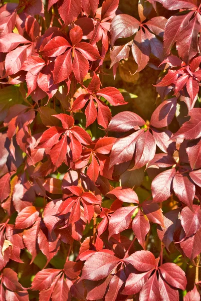 Kırmızı sonbahar yaprakları yakın çekim — Stok fotoğraf