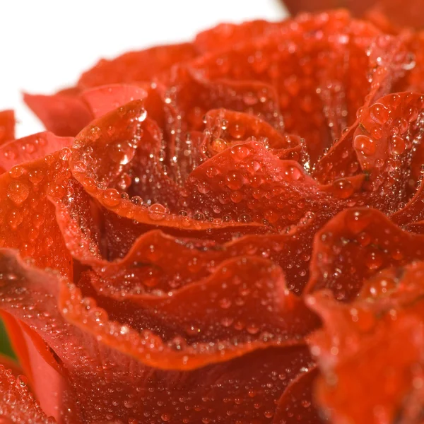 Image de belle rose rouge gros plan — Photo