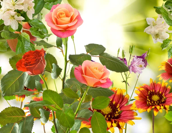 Mnoho krásných růže na zeleném pozadí — Stock fotografie