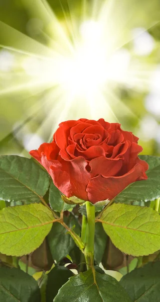 Imagen de hermosa rosa roja sobre un fondo verde —  Fotos de Stock