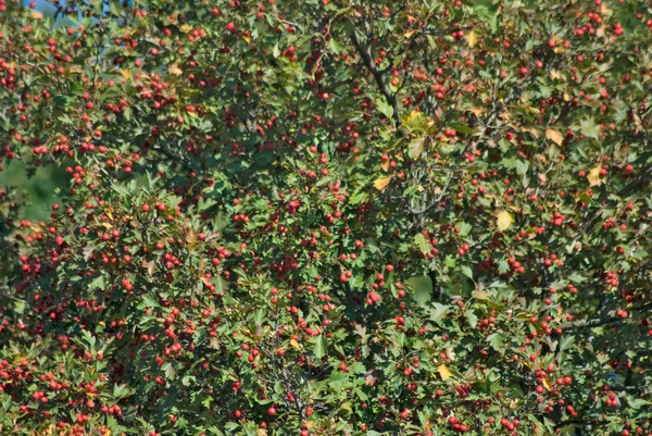 Hawthorn berries in the garden against the sky — Stock Photo, Image