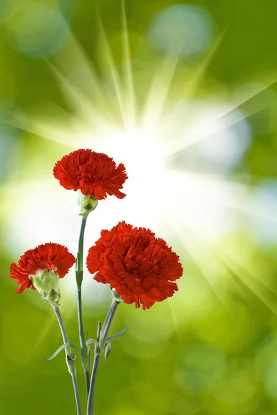 Image of three carnations flowers — Stock Photo, Image