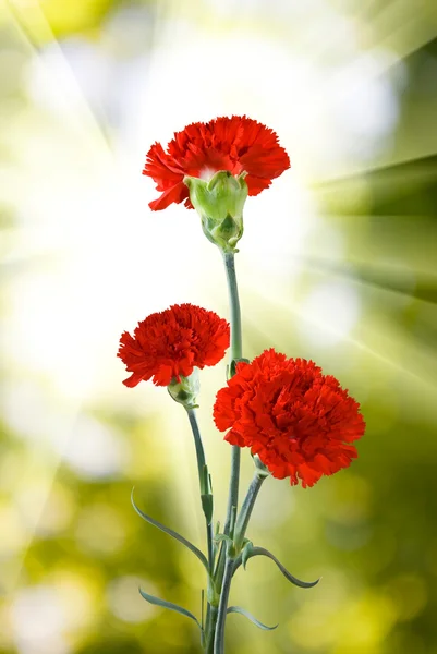 Tres flores de claveles —  Fotos de Stock