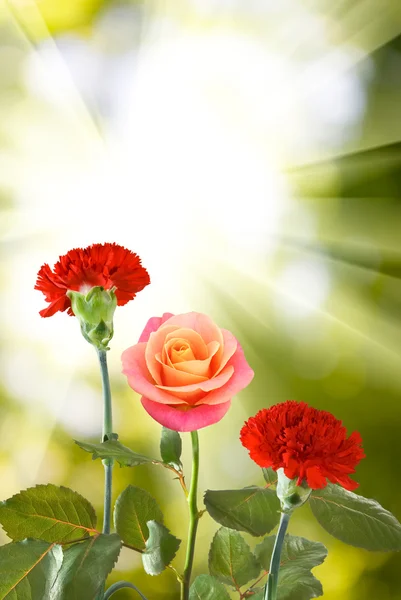 Immagine di fiore di garofano su sfondo verde — Foto Stock