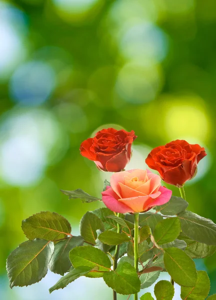 Muitas flores vermelhas no fundo do sol — Fotografia de Stock