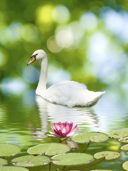 Cisne e flor de lótus na água — Fotografia de Stock