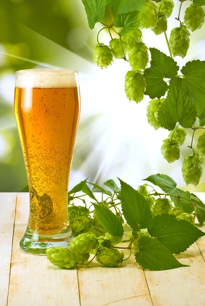 Tasses à bière et hop sur table en bois — Photo