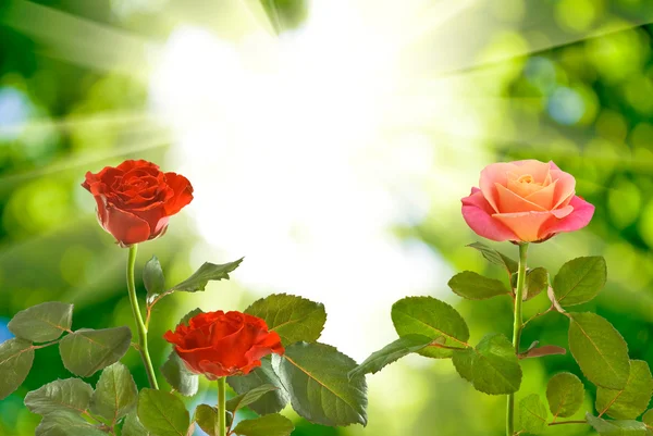 Vermelho belas rosas no fundo borrado — Fotografia de Stock