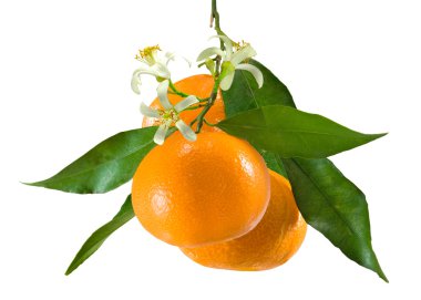 Beyaz arka planda mandalinalar