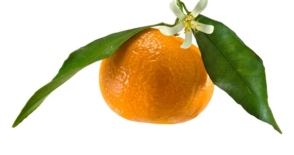 Tangerines on a white background closeup — Stock Photo, Image