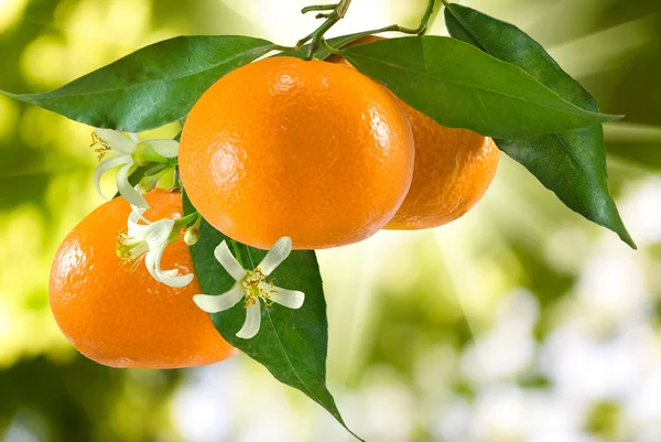 Image of ripe tangerine — Stock Photo, Image