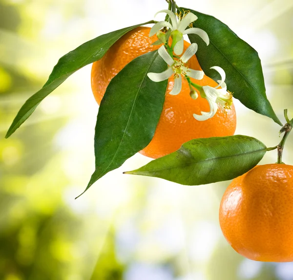 Image of ripe tangerine — Stock Photo, Image