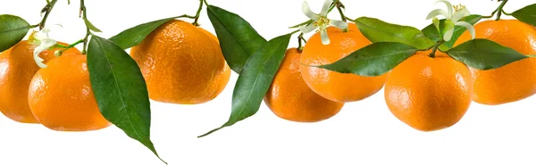 Mandarinas sobre fondo blanco — Foto de Stock