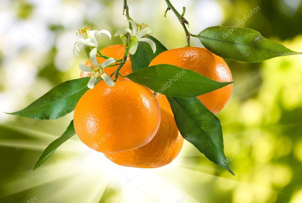 ripe tangerine 