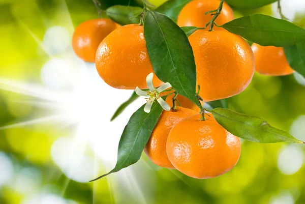 Olgun mandalina portre