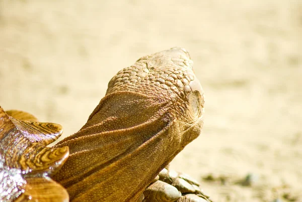 Image of turtle — Stock Photo, Image