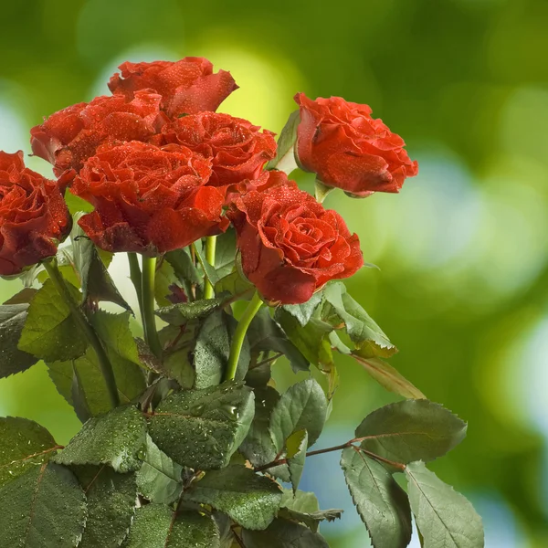 Flores de rosas vermelhas em um fundo verde — Fotografia de Stock