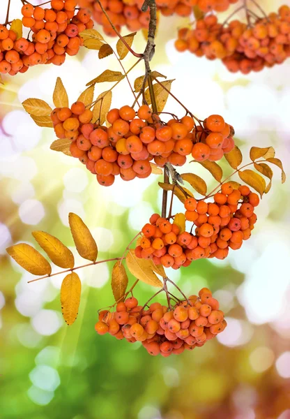 Rowan in the garden — Stock Photo, Image