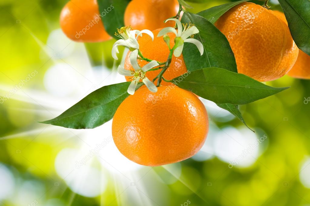 tangerine on a green background
