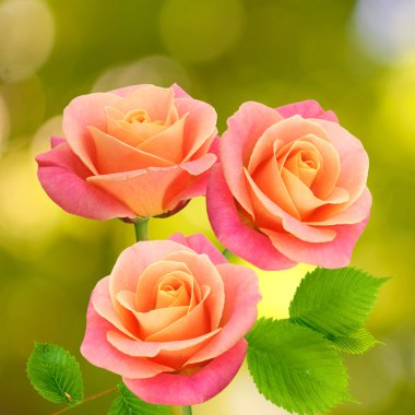 Görüntü güzel çiçek