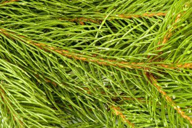 fir branches closeup clipart