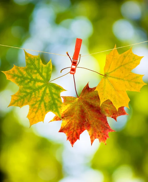 Primeros planos de la hoja de otoño — Foto de Stock