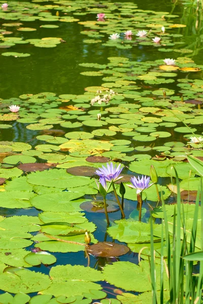 水の美しい紫蓮 — ストック写真