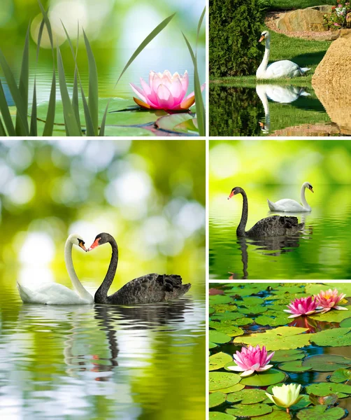 güzel lotus çiçek ve kuğular