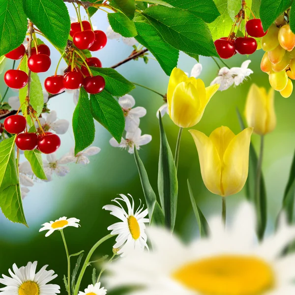 Blumen und Beeren im Garten Nahaufnahme — Stockfoto