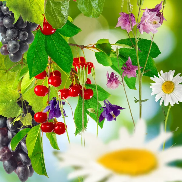 꽃과 정원에서 열매 — 스톡 사진