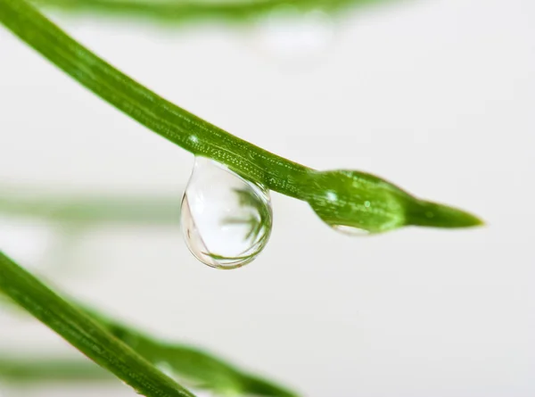 Image of drop on a branch closeup — Stock Photo, Image