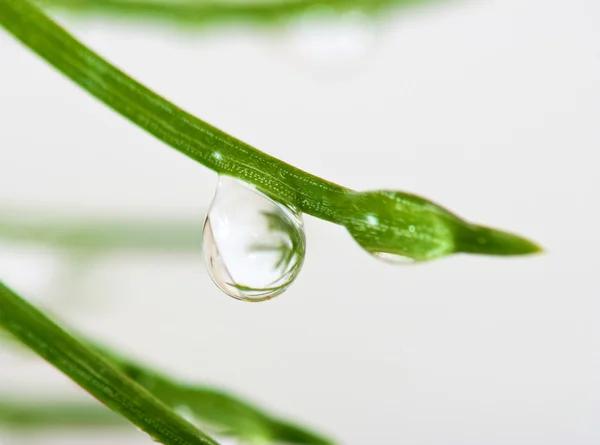 Image de goutte sur un gros plan de branche — Photo