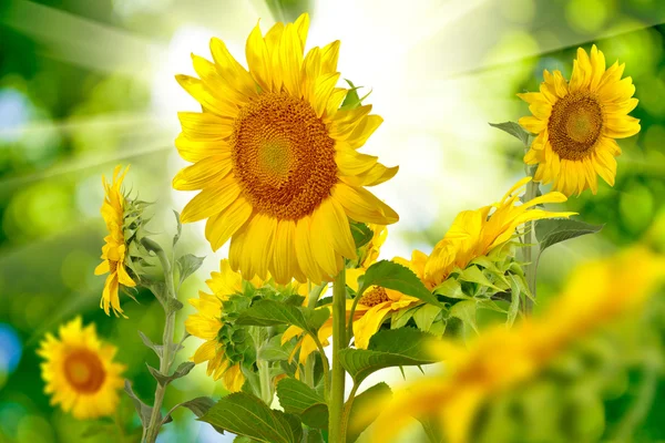 Många vackra solrosor i ängen närbild — Stockfoto