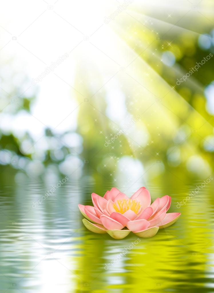 lotus flower on the water against  the sun background