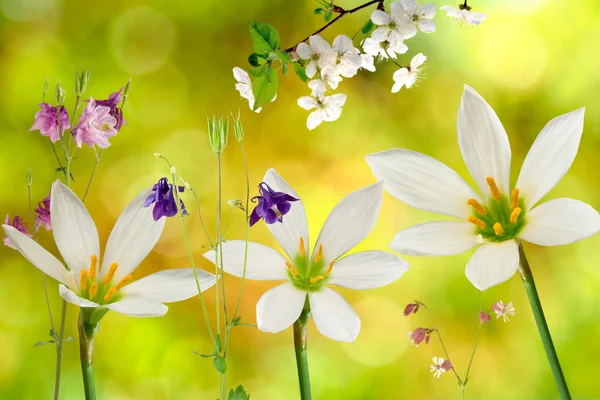 Vackra blommor på grön bakgrund närbild — Stockfoto