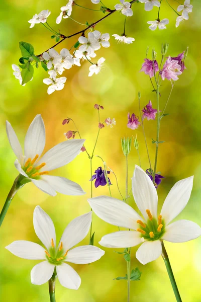 Kwiaty na zielone tło zbliżenie — Zdjęcie stockowe