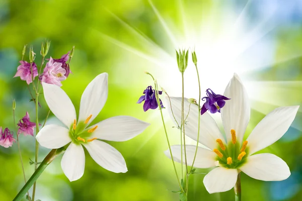 Piękne kwiaty zbliżenie — Zdjęcie stockowe