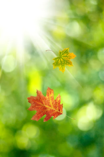 Hojas de otoño — Foto de Stock